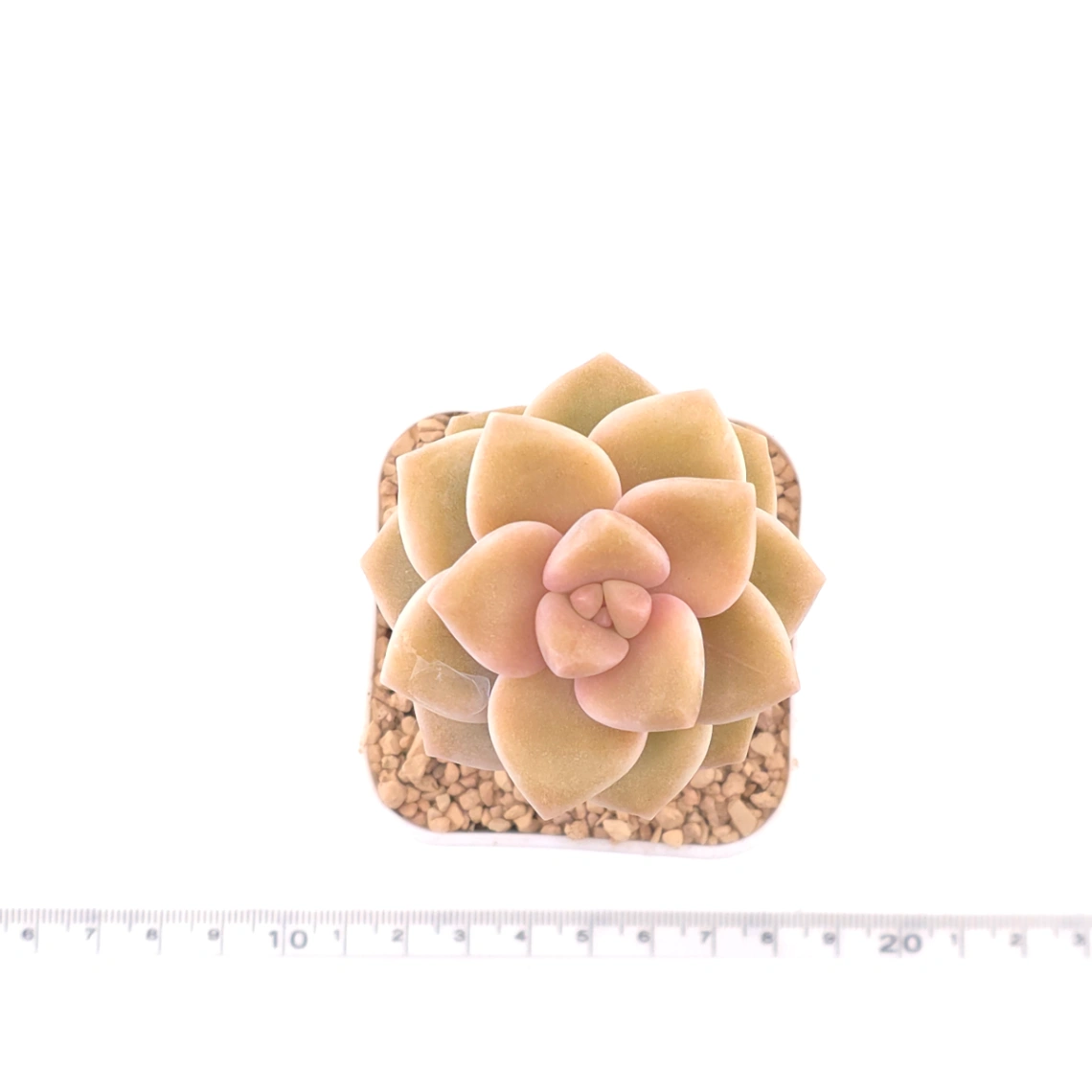 Graptoveria ‘Titubans’ / ‘Apricot Beauty’ | 美杏 thumbnail 4