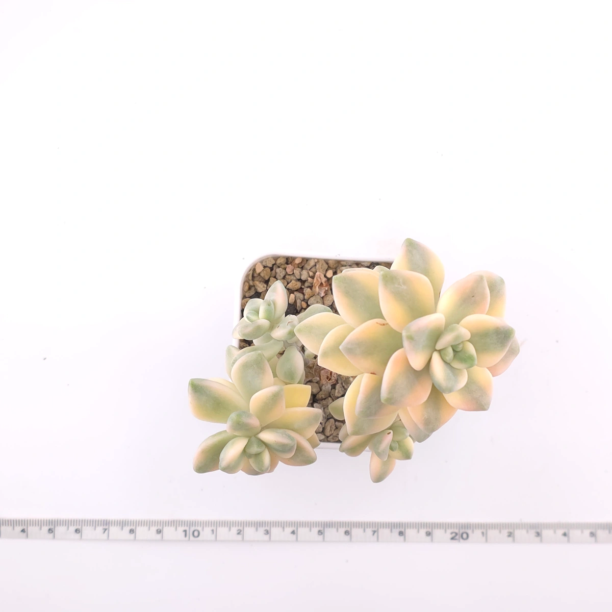 Graptoveria ‘Titubans’ / ‘Apricot Beauty’ variegated | 美杏錦 thumbnail 4