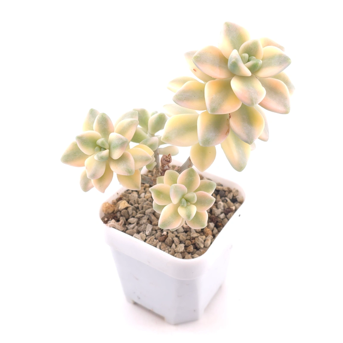 Graptoveria ‘Titubans’ / ‘Apricot Beauty’ variegated | 美杏錦 thumbnail 2