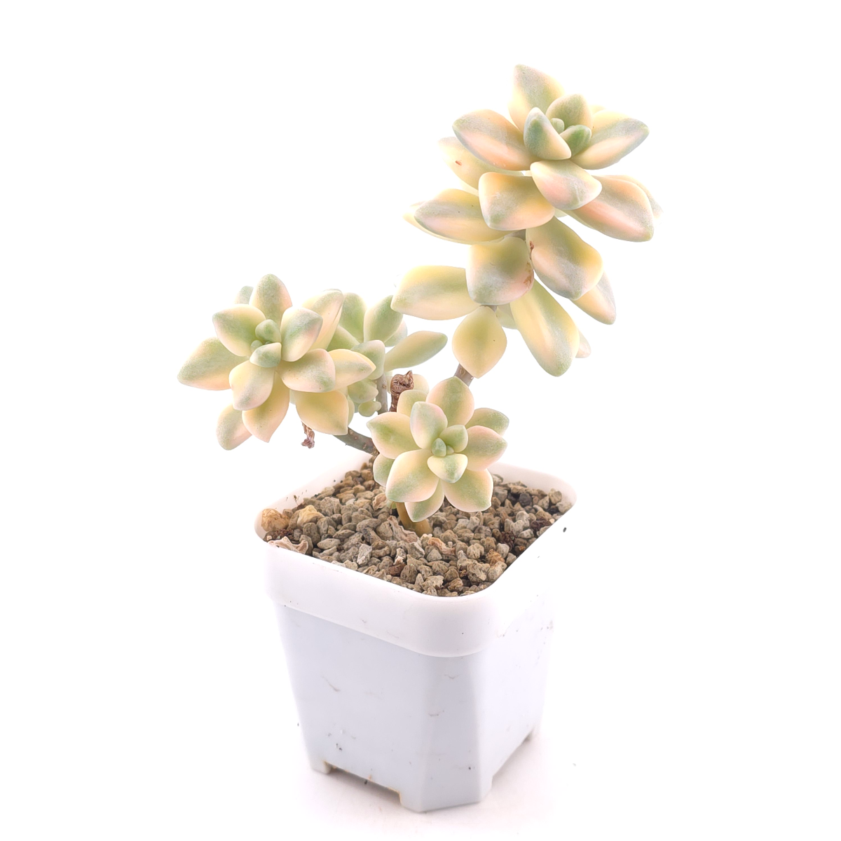 Graptoveria ‘Titubans’ / ‘Apricot Beauty’ variegated | 美杏錦 thumbnail 3