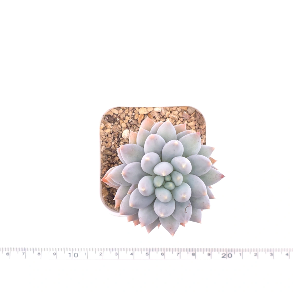 Pachyphytum ‘Angel's Finger’ | 所羅門 thumbnail 4