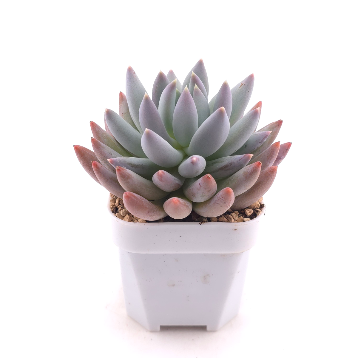 Pachyphytum ‘Angel's Finger’ | 所羅門 thumbnail 3