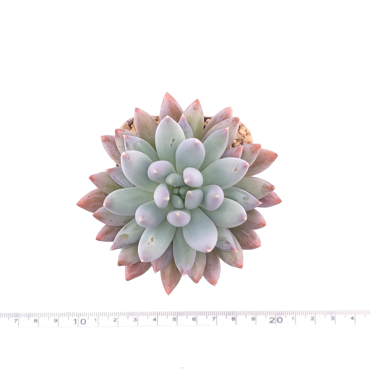 Pachyphytum ‘Angel's Finger’ | 所羅門 thumbnail 4