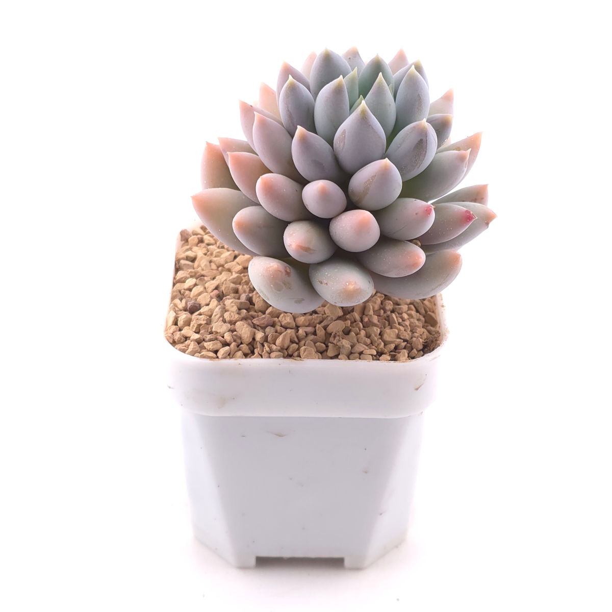 Pachyphytum ‘Angel's Finger’ | 所羅門 thumbnail 3