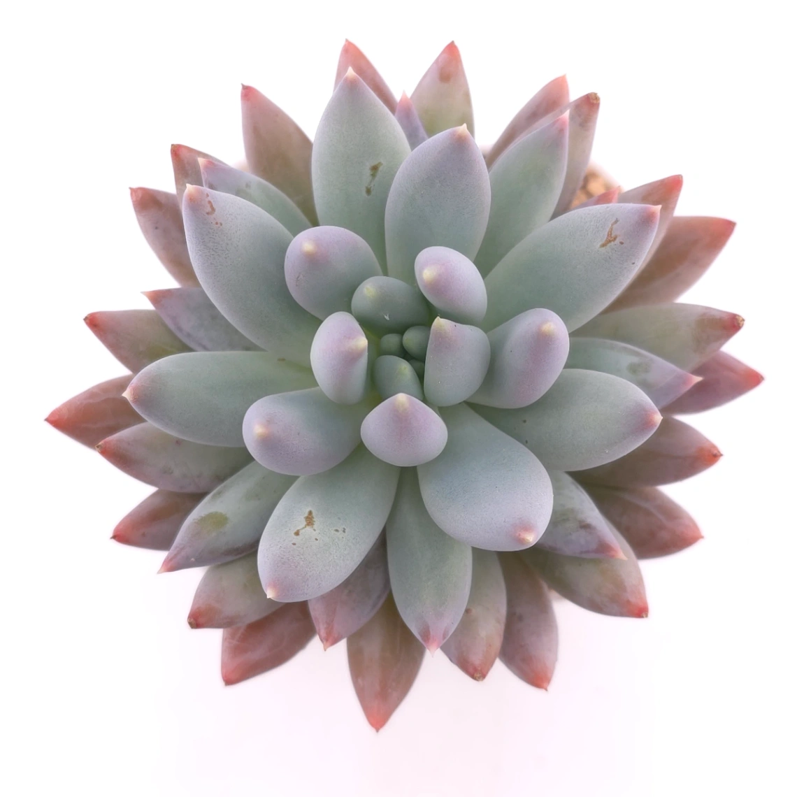 Pachyphytum ‘Angel's Finger’ | 所羅門 - View 1
