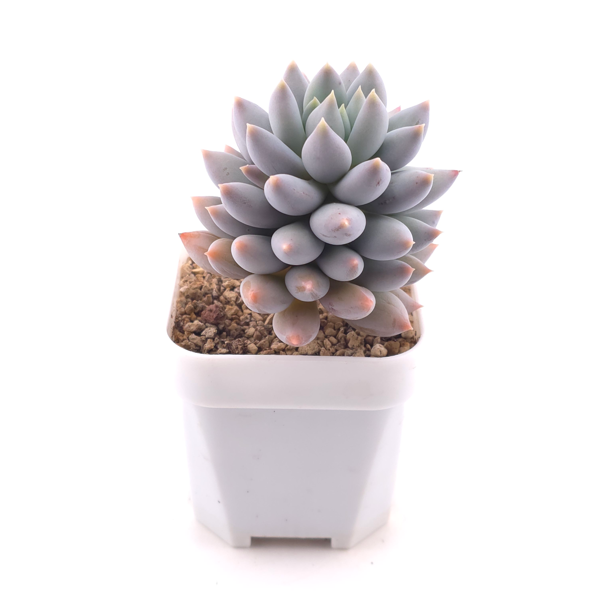 Pachyphytum ‘Angel's Finger’ | 所羅門 thumbnail 3