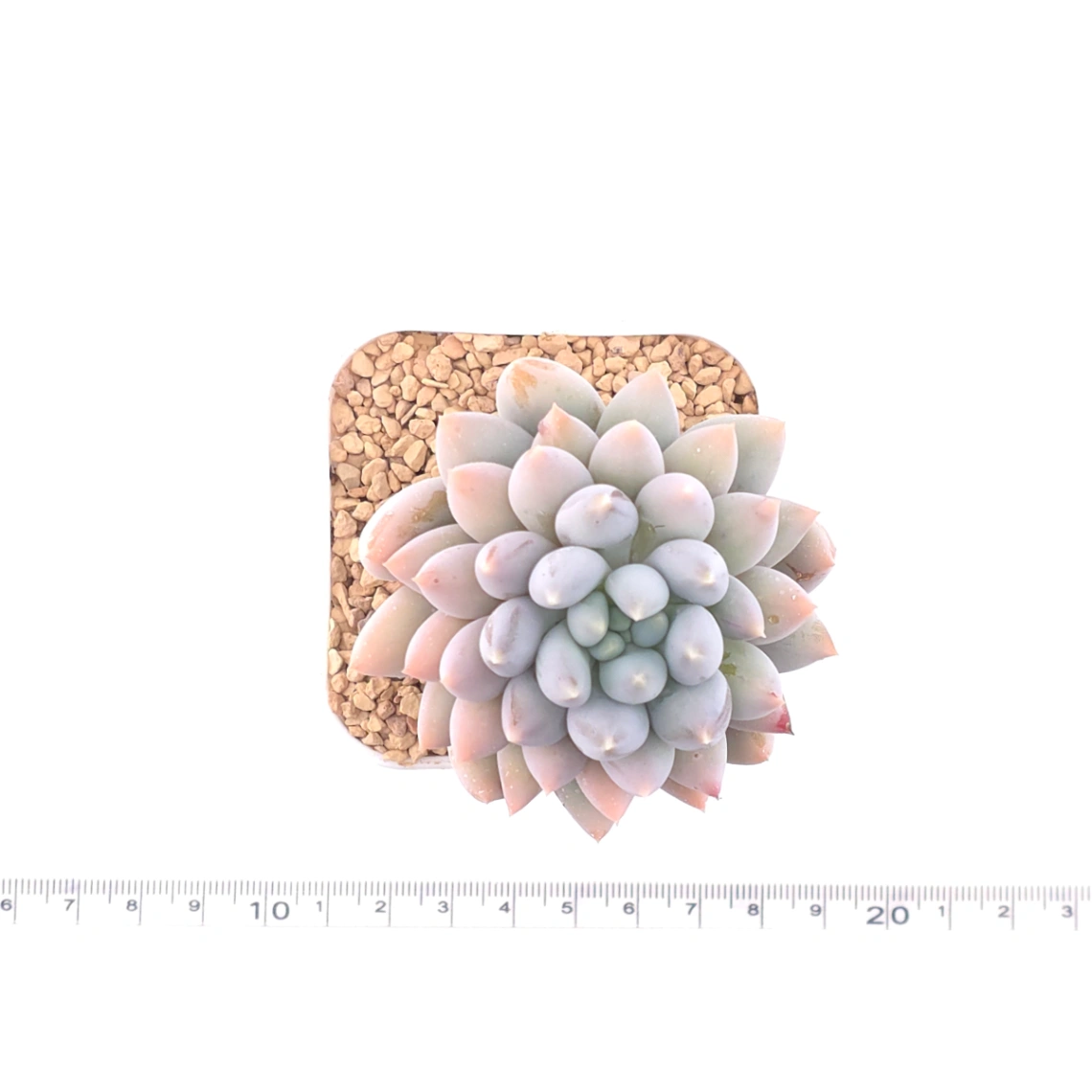 Pachyphytum ‘Angel's Finger’ | 所羅門 thumbnail 4