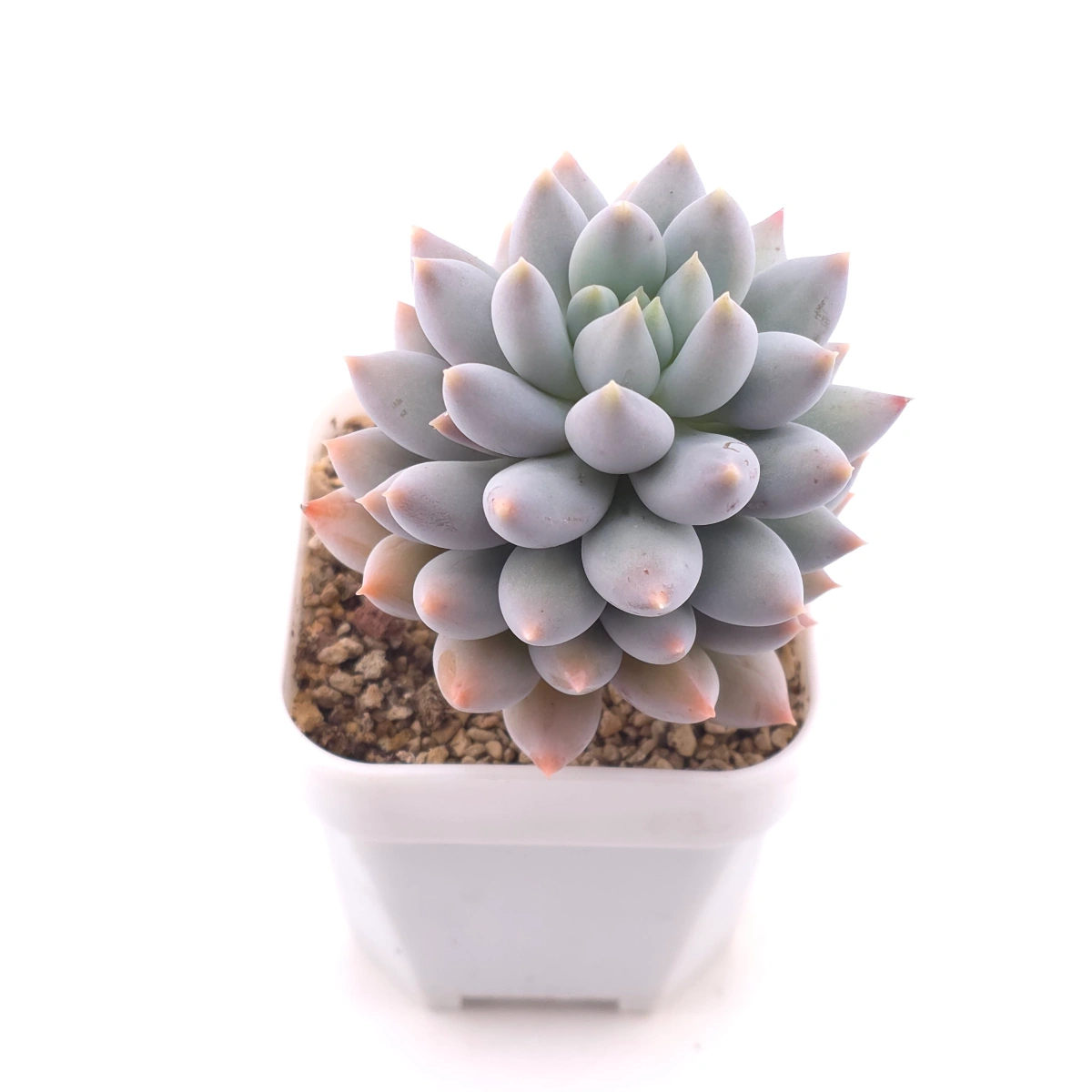 Pachyphytum ‘Angel's Finger’ | 所羅門 thumbnail 2