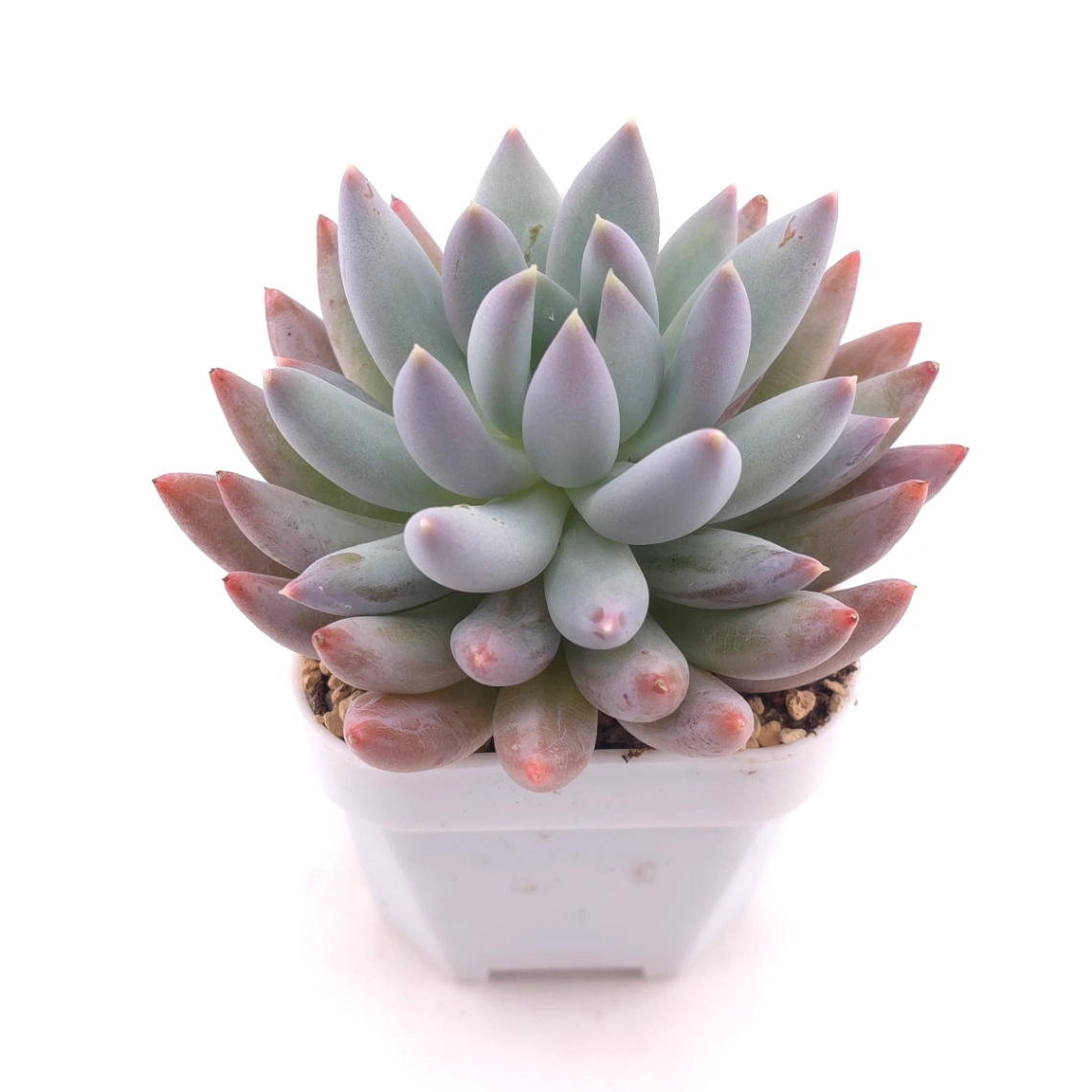 Pachyphytum ‘Angel's Finger’ | 所羅門 thumbnail 2