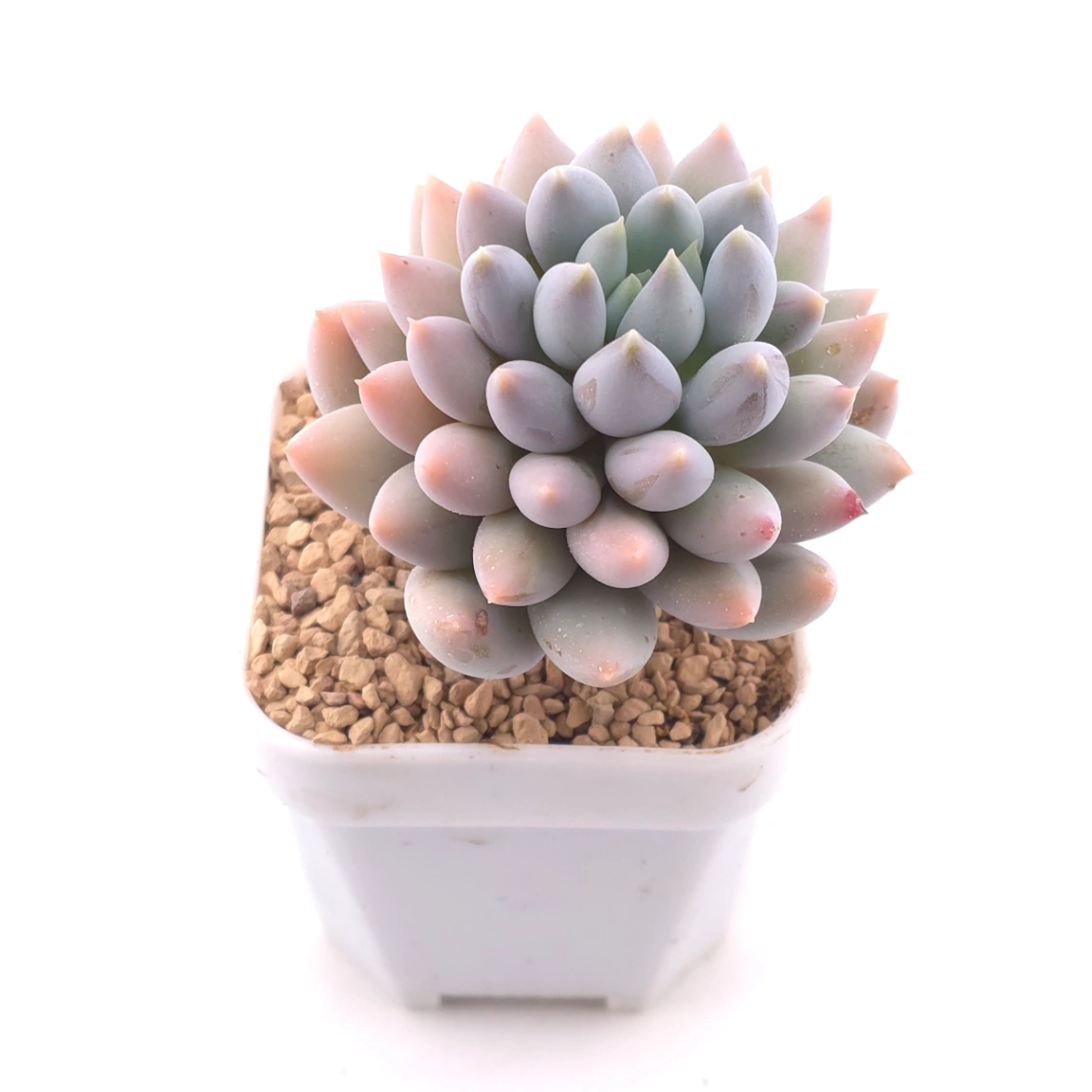 Pachyphytum ‘Angel's Finger’ | 所羅門 thumbnail 2