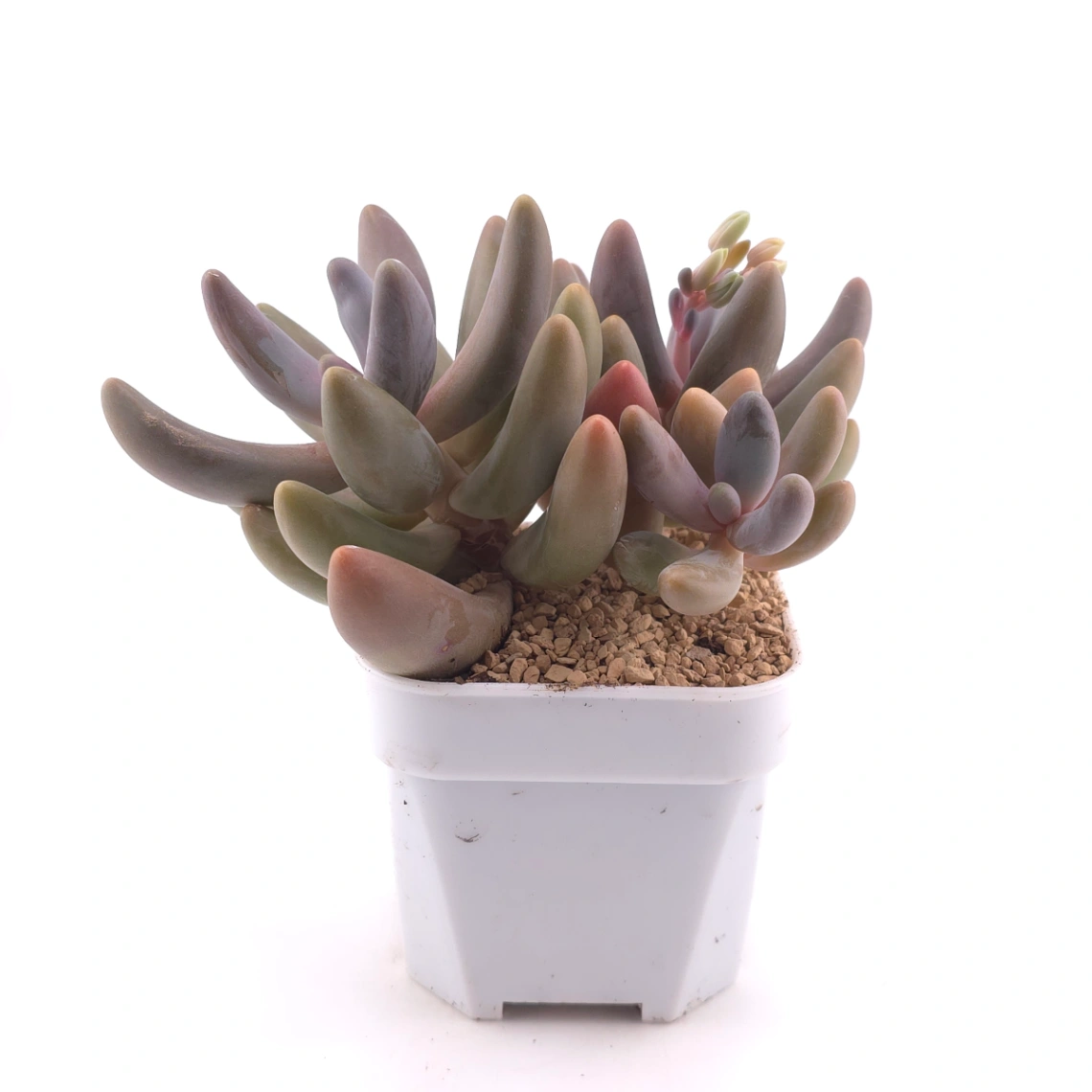 Pachyphytum ‘Ganzhou’ | 紅手指 thumbnail 3