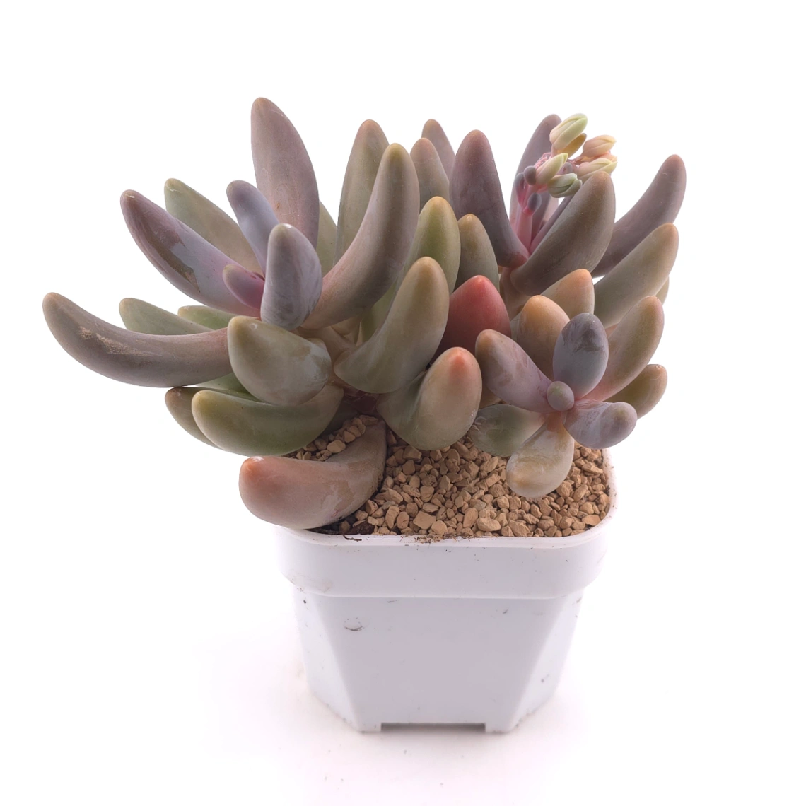 Pachyphytum ‘Ganzhou’ | 紅手指 thumbnail 2