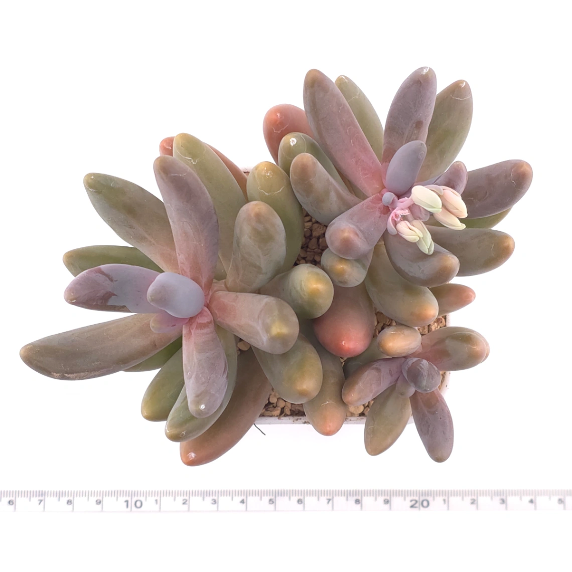Pachyphytum ‘Ganzhou’ | 紅手指 thumbnail 4