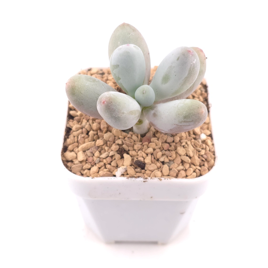 Pachyphytum 'Miko Milk' | 米可奶 thumbnail 2