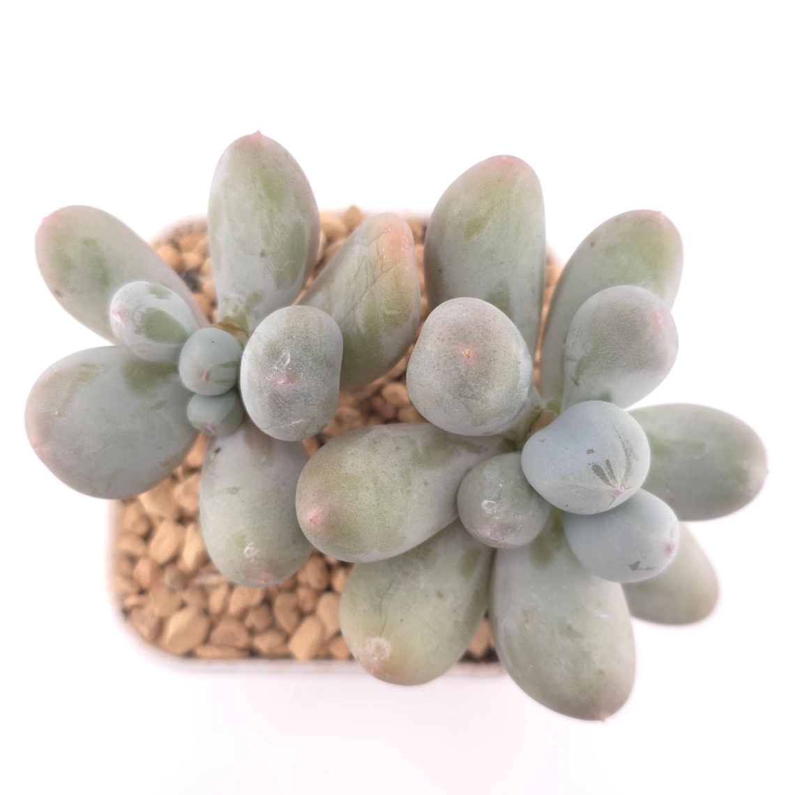 Pachyphytum 'Miko Milk' | 米可奶 - View 1