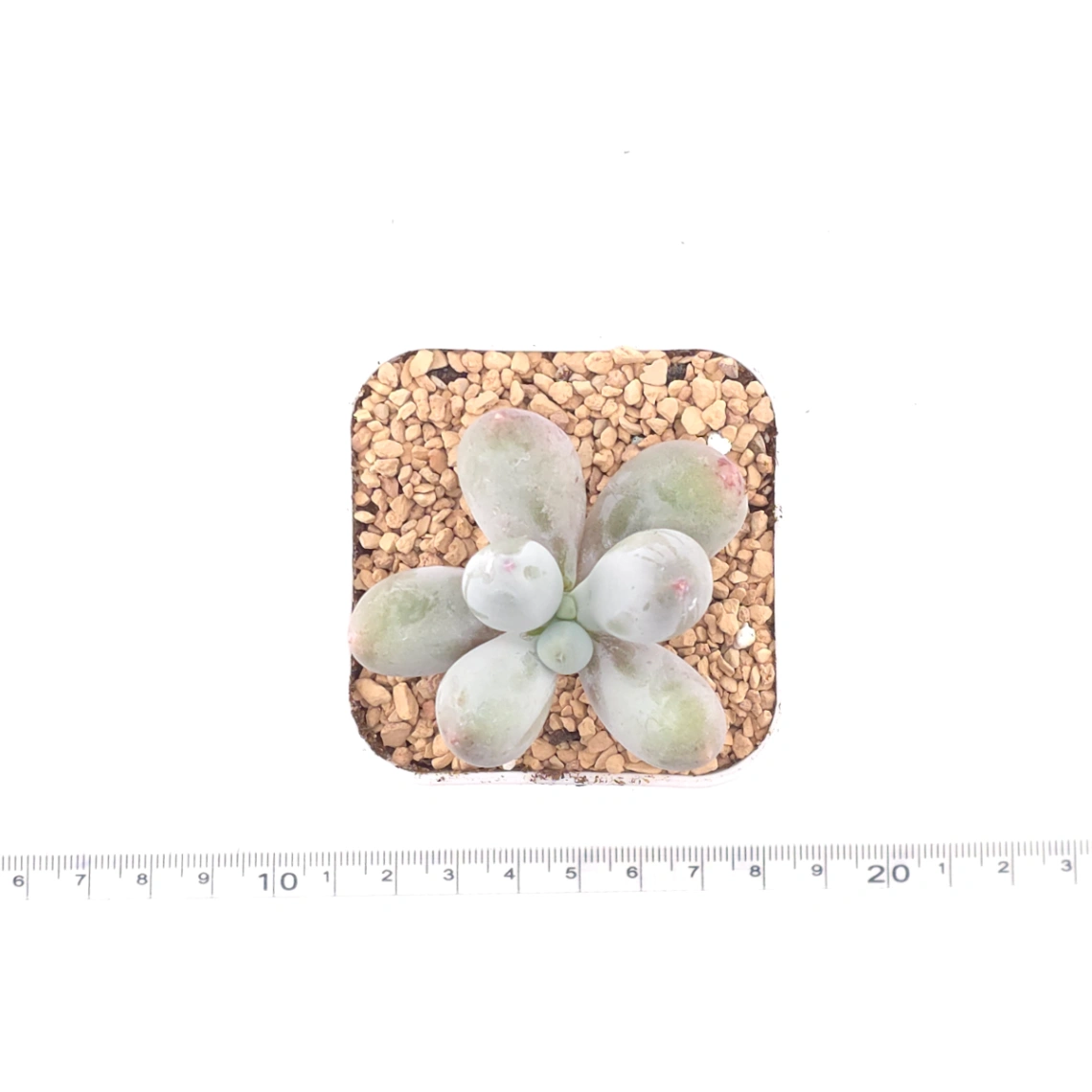 Pachyphytum 'Miko Milk' | 米可奶 thumbnail 4