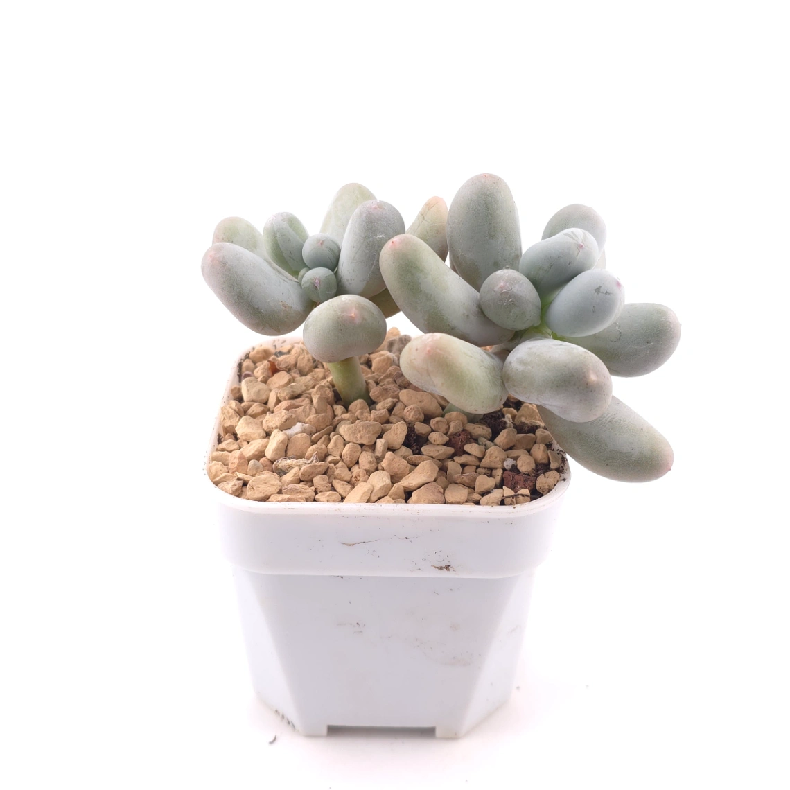 Pachyphytum 'Miko Milk' | 米可奶 thumbnail 3