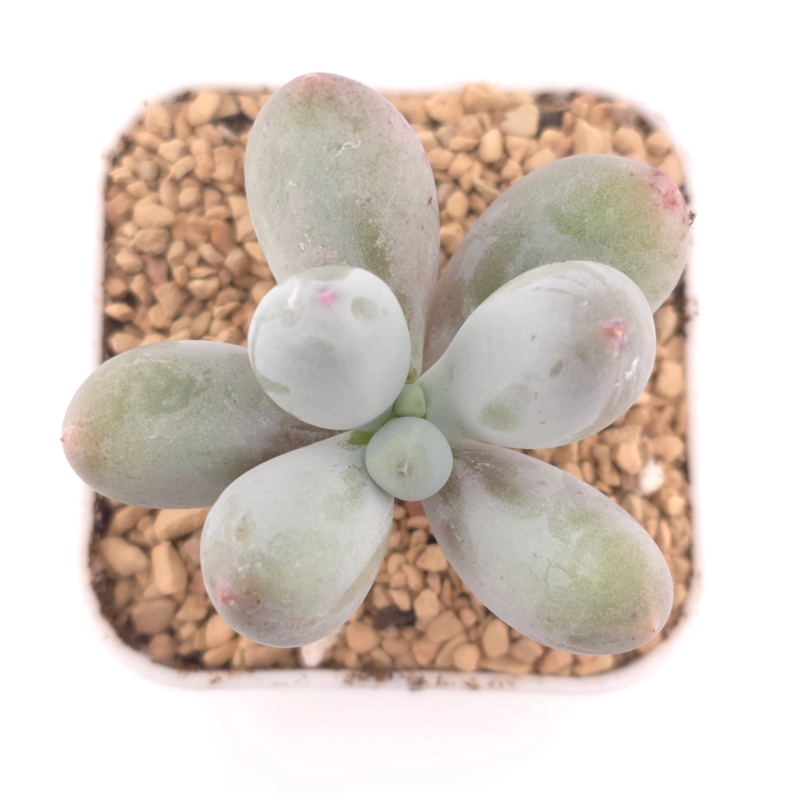 Pachyphytum 'Miko Milk' | 米可奶 - View 1