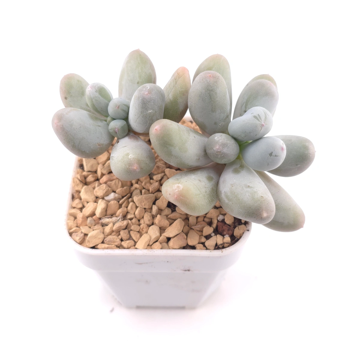 Pachyphytum 'Miko Milk' | 米可奶 thumbnail 2