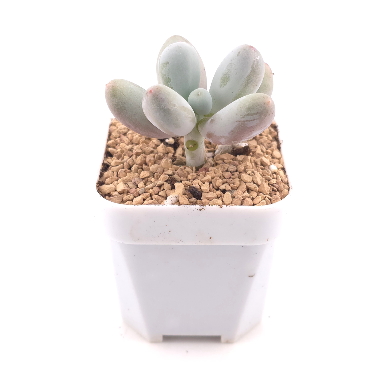 Pachyphytum 'Miko Milk' | 米可奶 thumbnail 3
