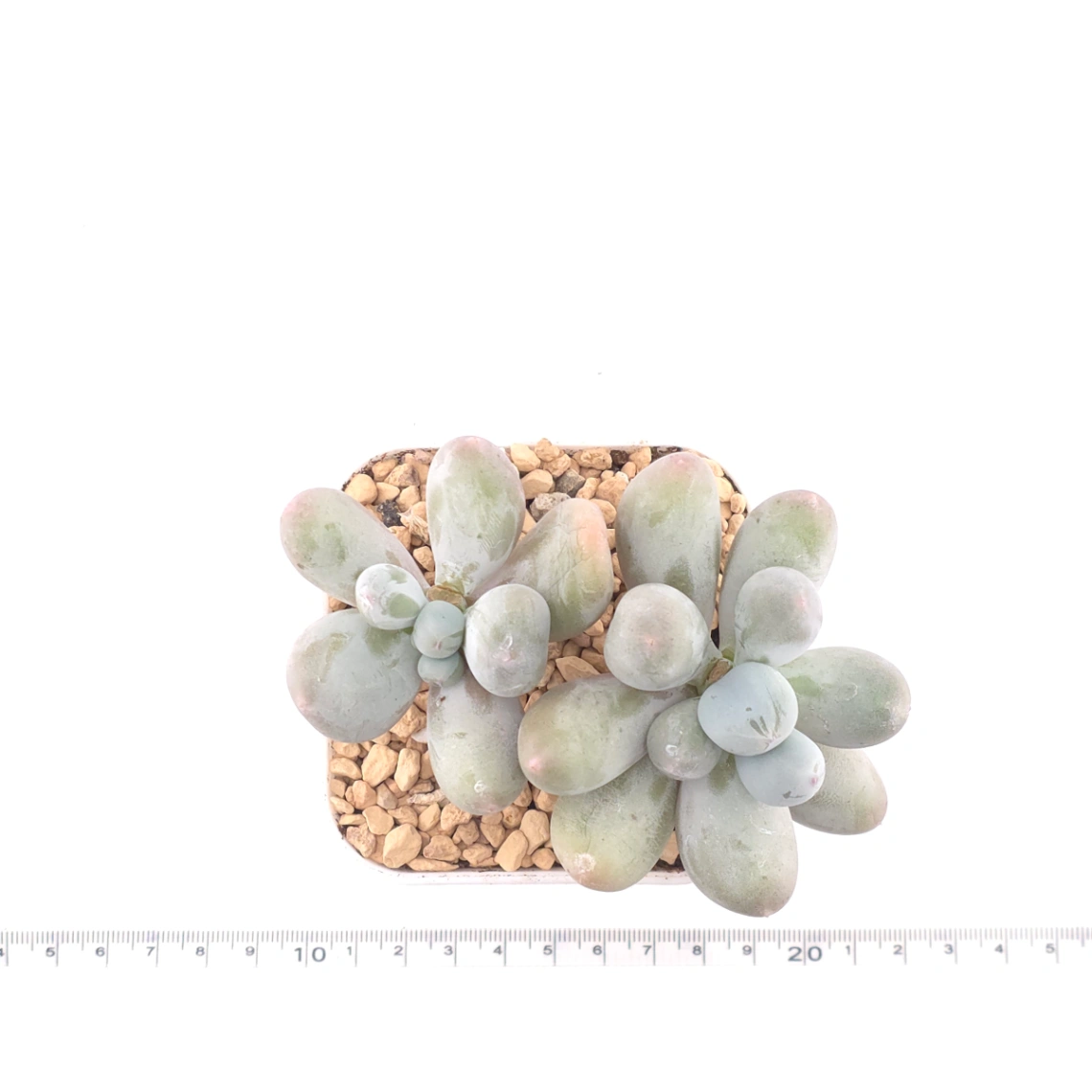 Pachyphytum 'Miko Milk' | 米可奶 thumbnail 4
