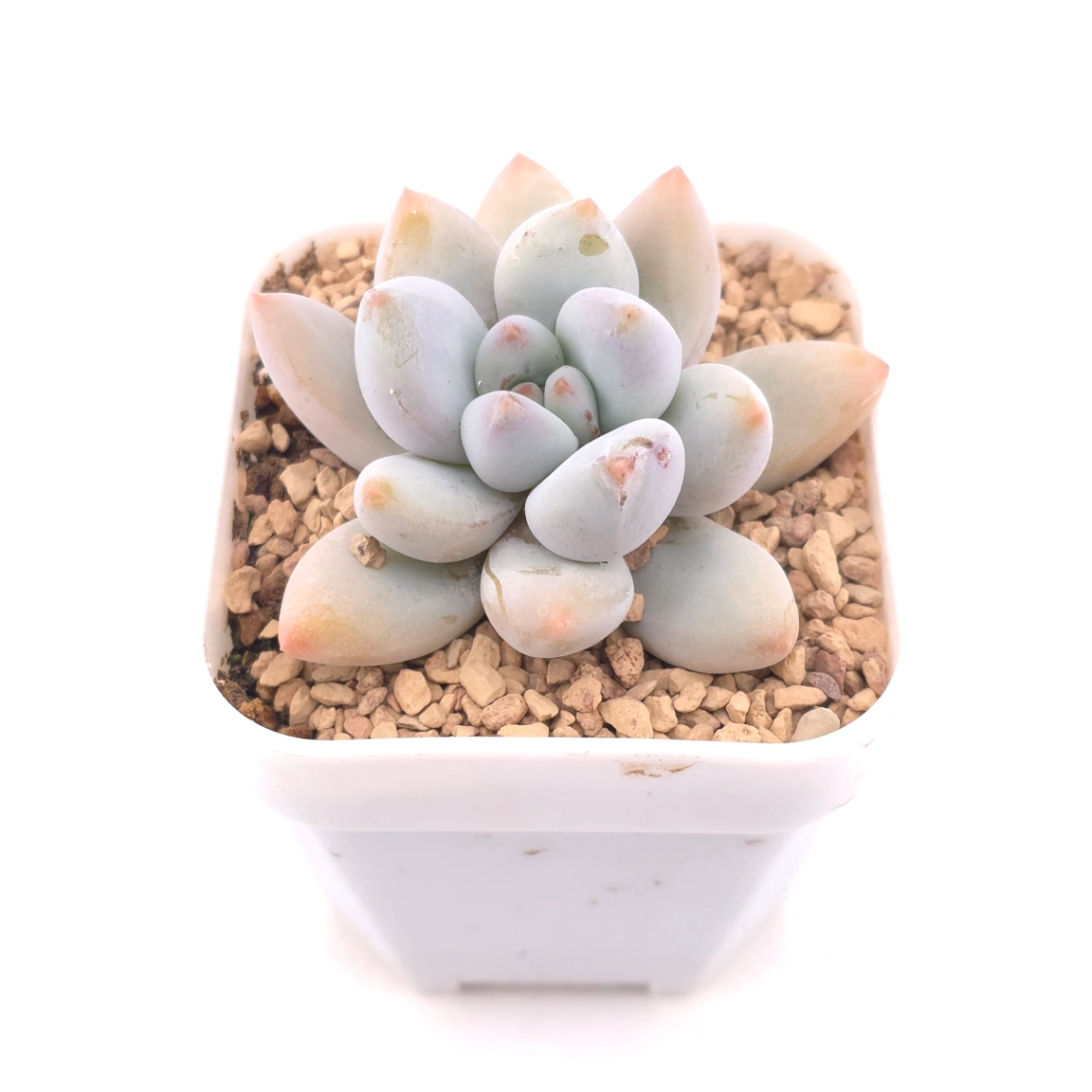 Pachyveria cv ‘Frevel’ | 弗雷費爾 thumbnail 2