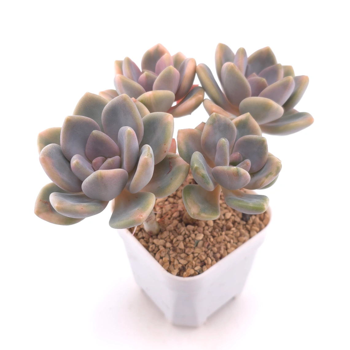Pachyveria Pachyphytodies variegated | 東美人錦 thumbnail 2