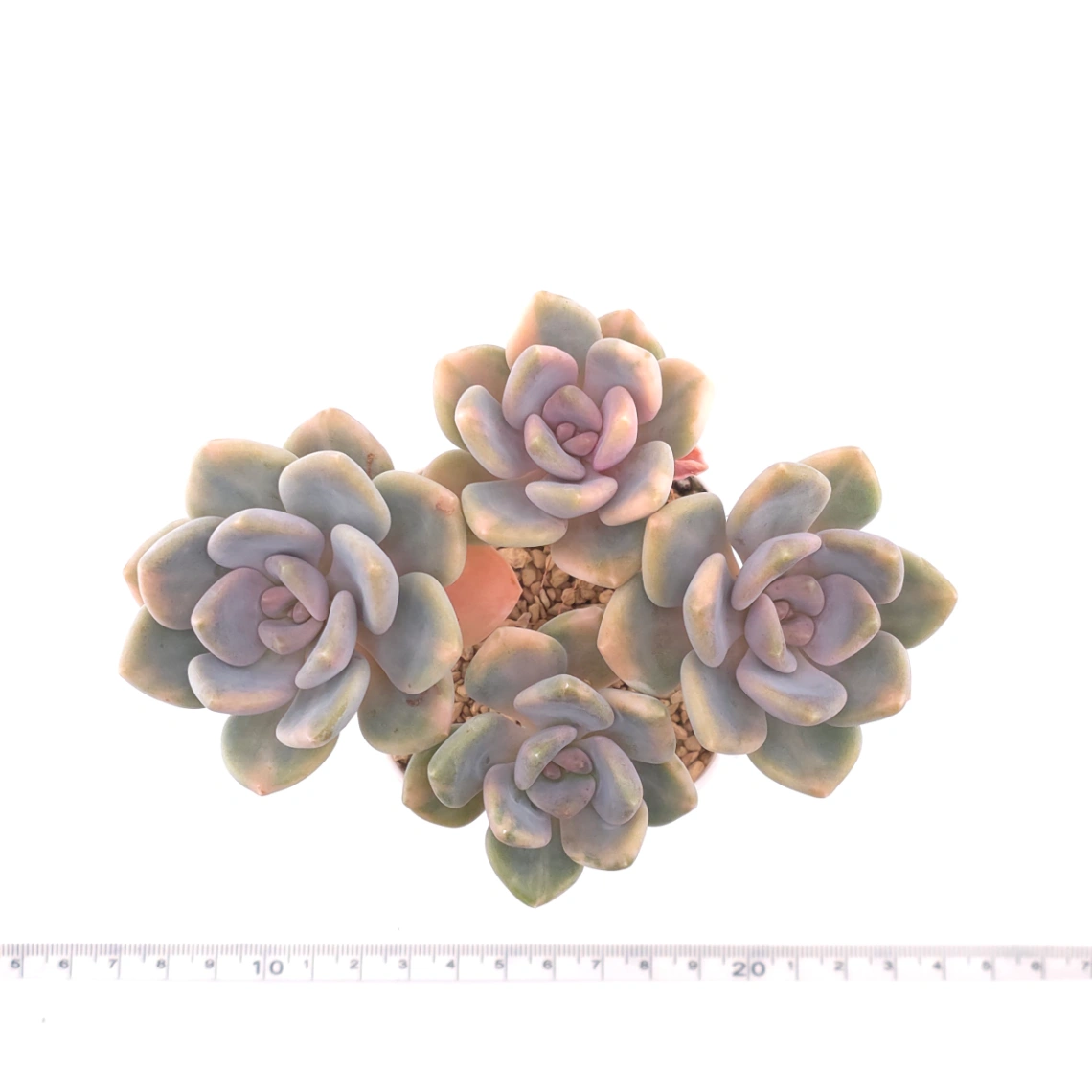Pachyveria Pachyphytodies variegated | 東美人錦 thumbnail 4