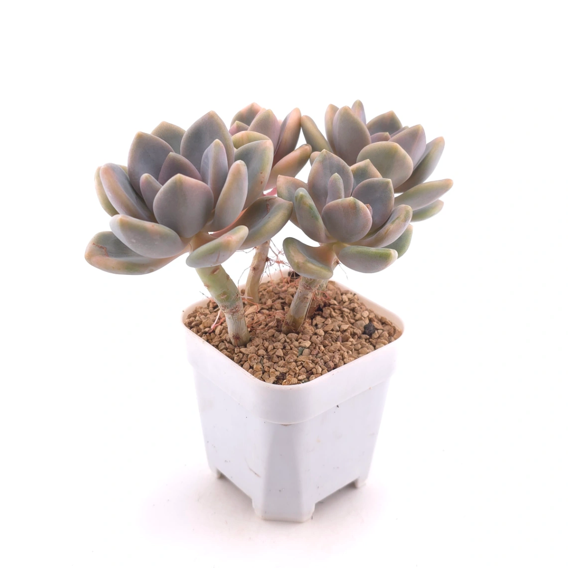 Pachyveria Pachyphytodies variegated | 東美人錦 thumbnail 3