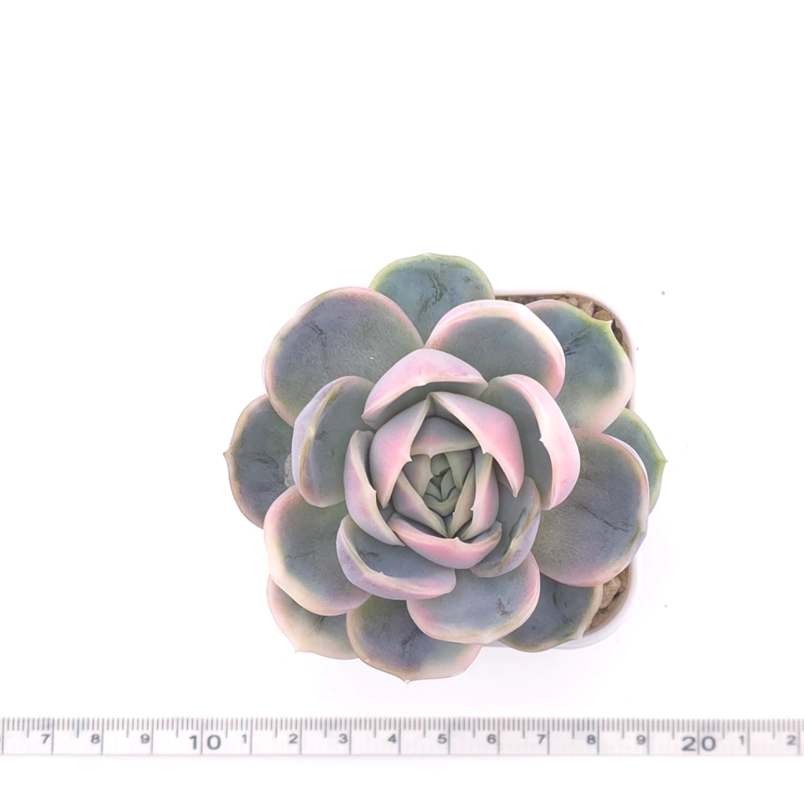 Echeveria ‘Blue Surprise’ variegated | 藍色驚起錦 thumbnail 4