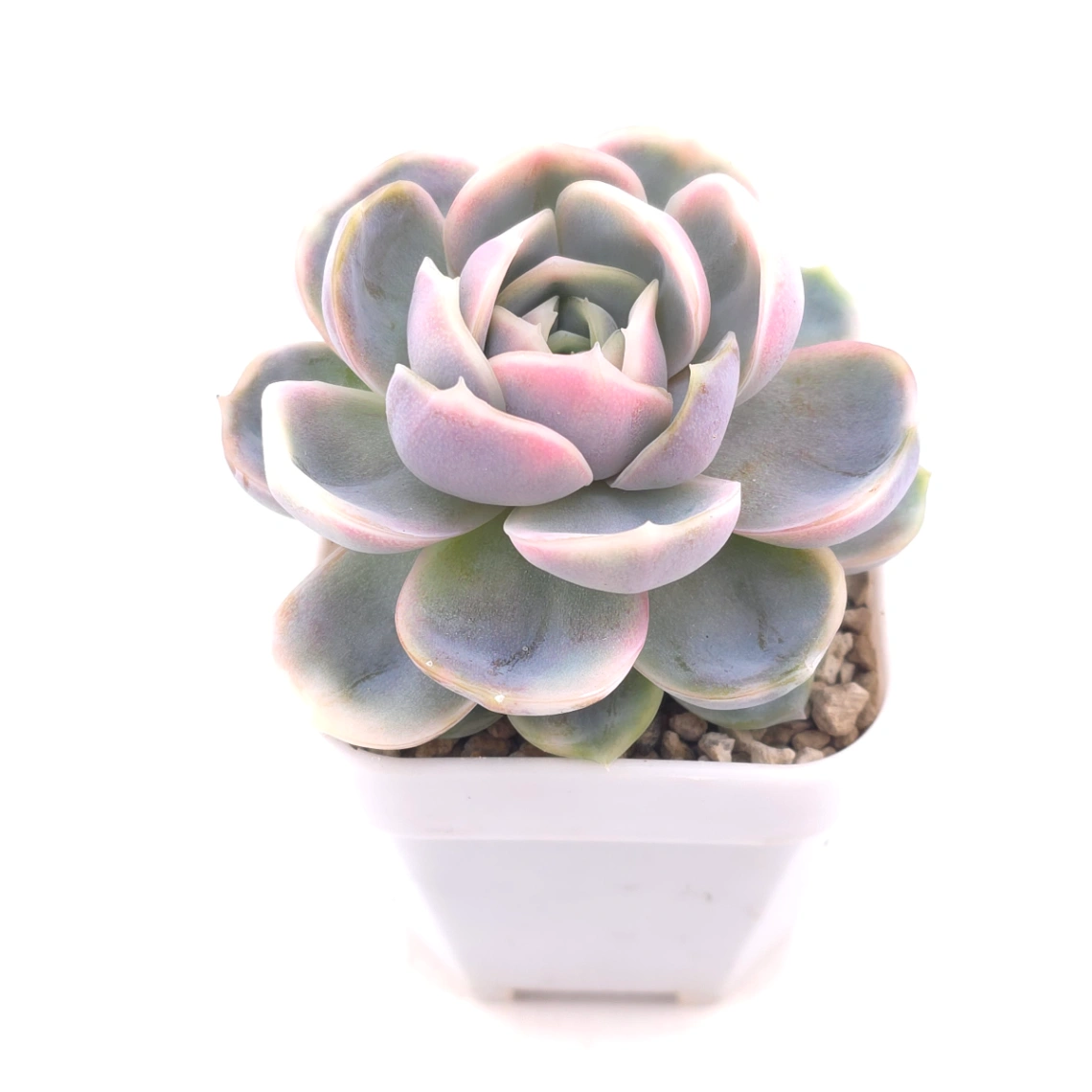 Echeveria ‘Blue Surprise’ variegated | 藍色驚起錦 - alternate view