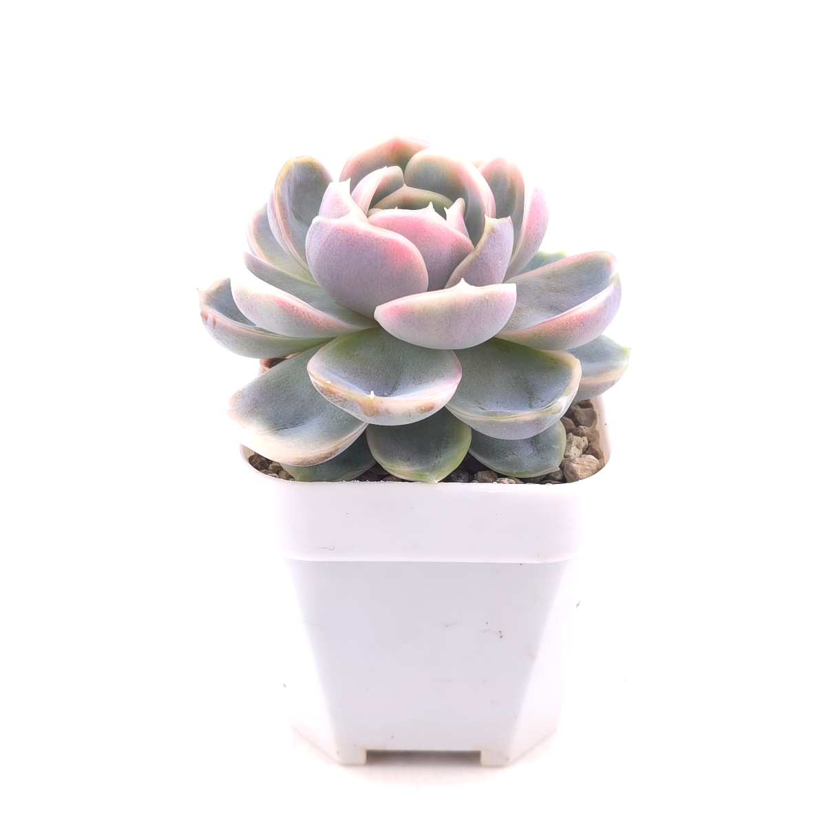 Echeveria ‘Blue Surprise’ variegated | 藍色驚起錦 thumbnail 3