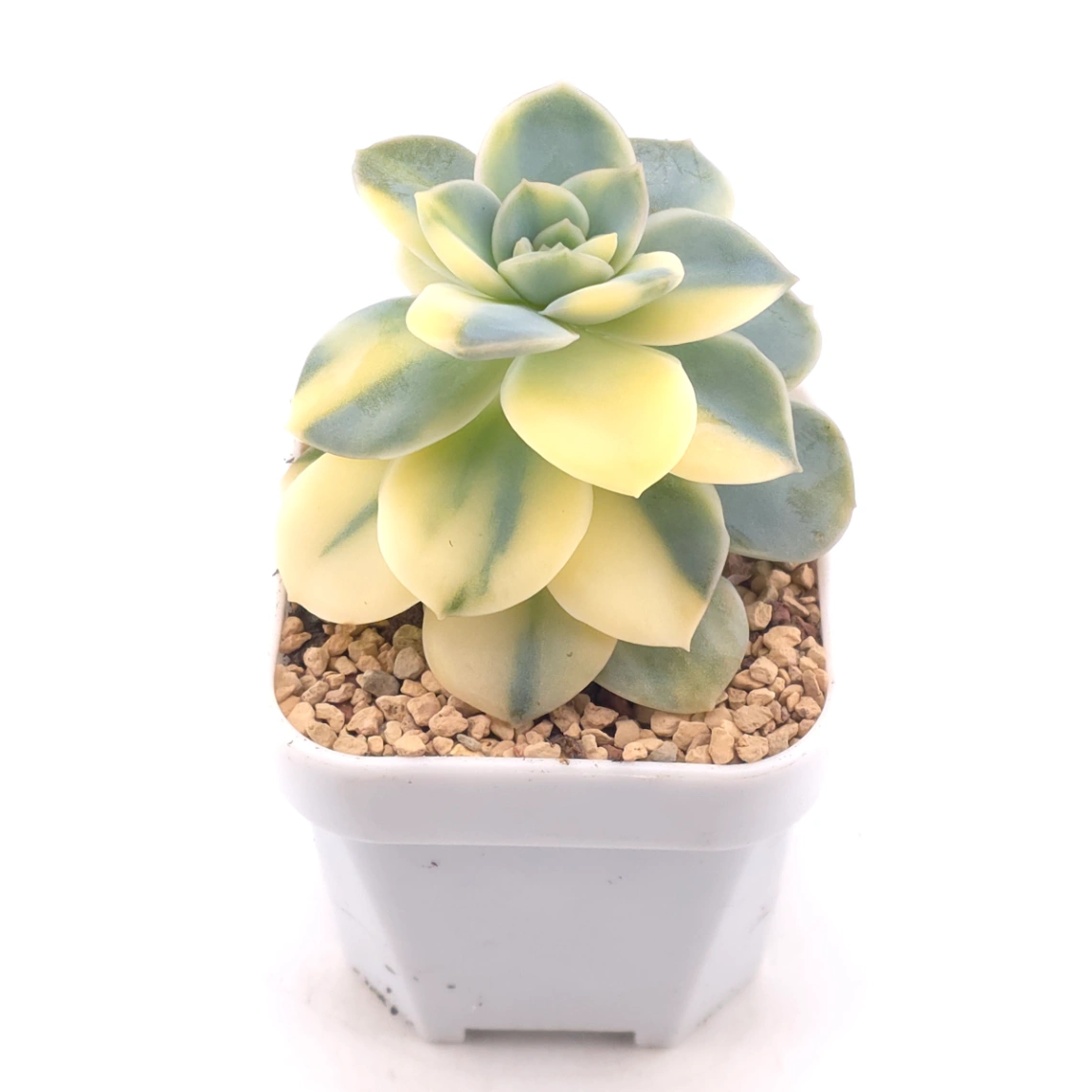 Echeveria ‘Harry Watson’ variegated | 哈利沃森錦 thumbnail 2