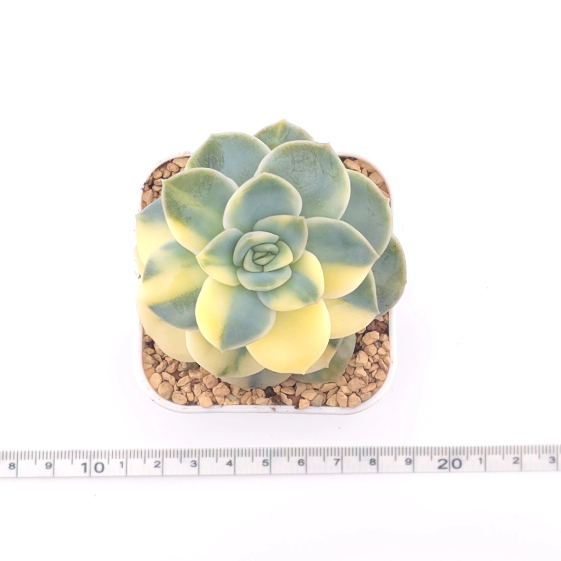 Echeveria ‘Harry Watson’ variegated | 哈利沃森錦 thumbnail 4