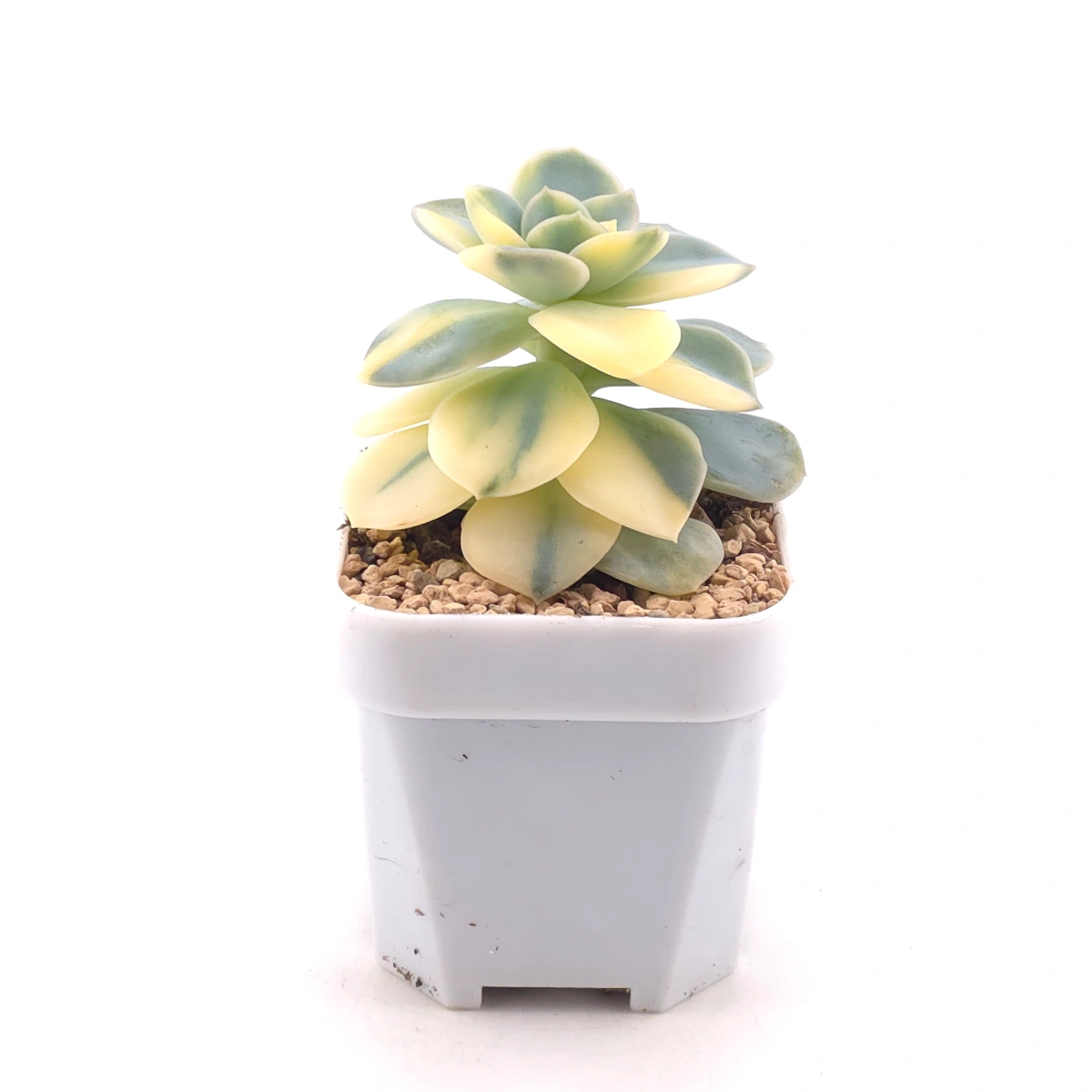 Echeveria ‘Harry Watson’ variegated | 哈利沃森錦 thumbnail 3