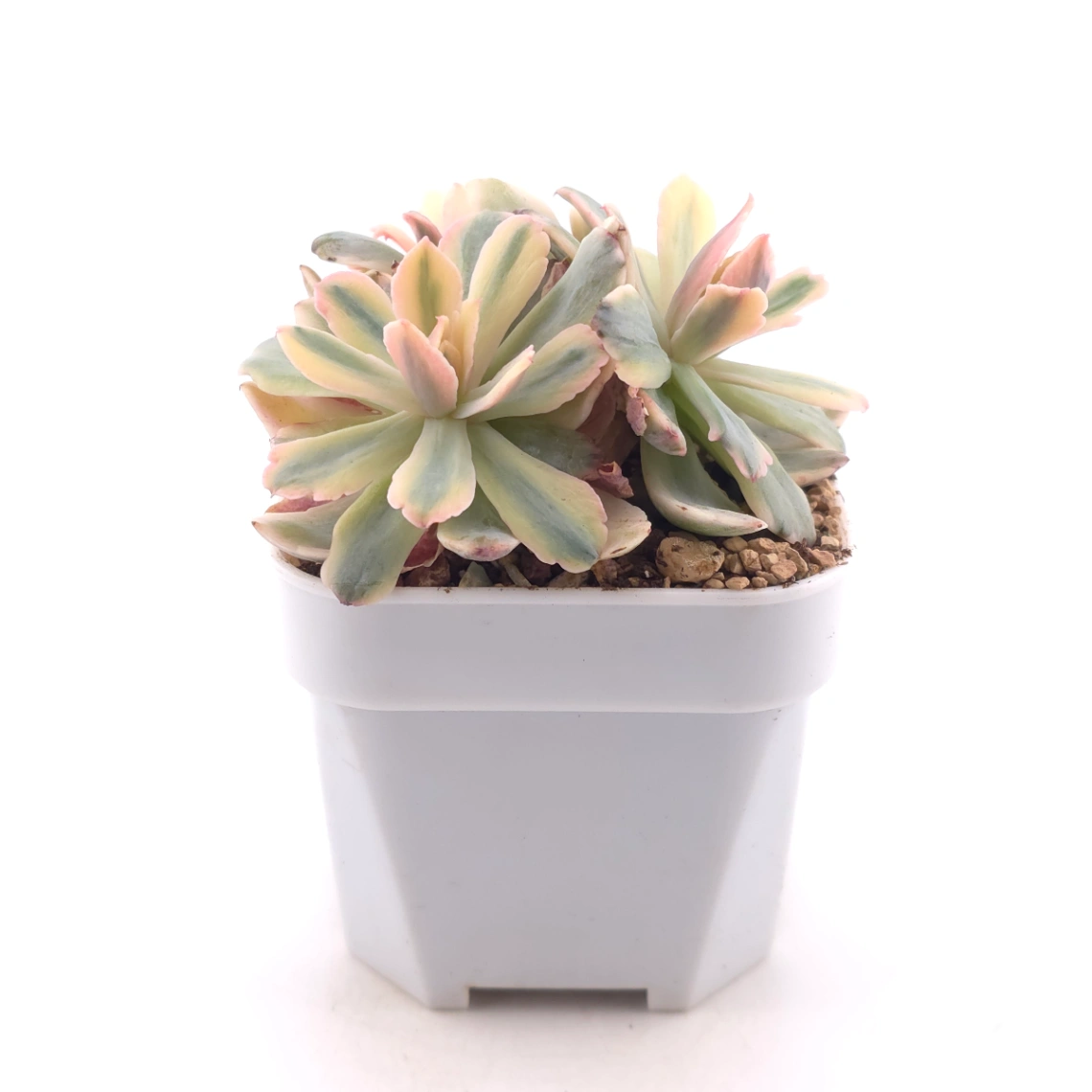 Echeveria ‘Holwayi’ variegated | 花車錦 thumbnail 3