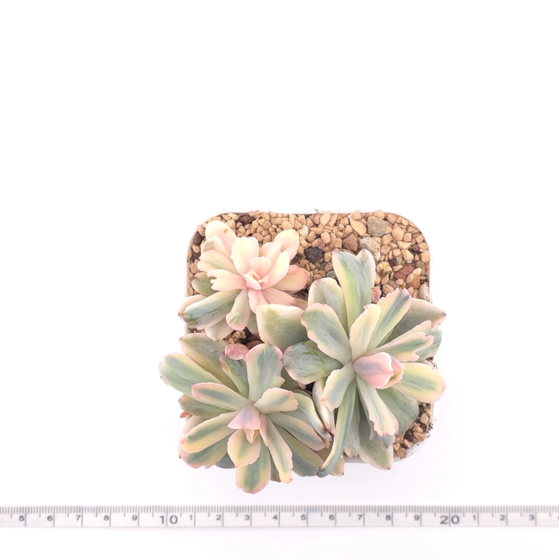 Echeveria ‘Holwayi’ variegated | 花車錦 thumbnail 4