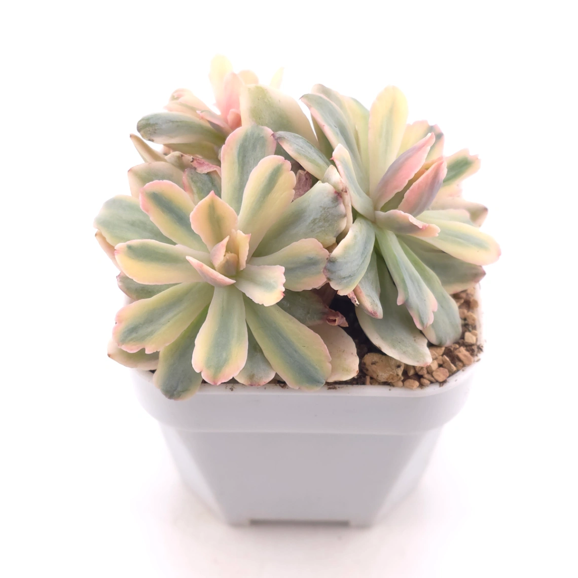 Echeveria ‘Holwayi’ variegated | 花車錦 thumbnail 2