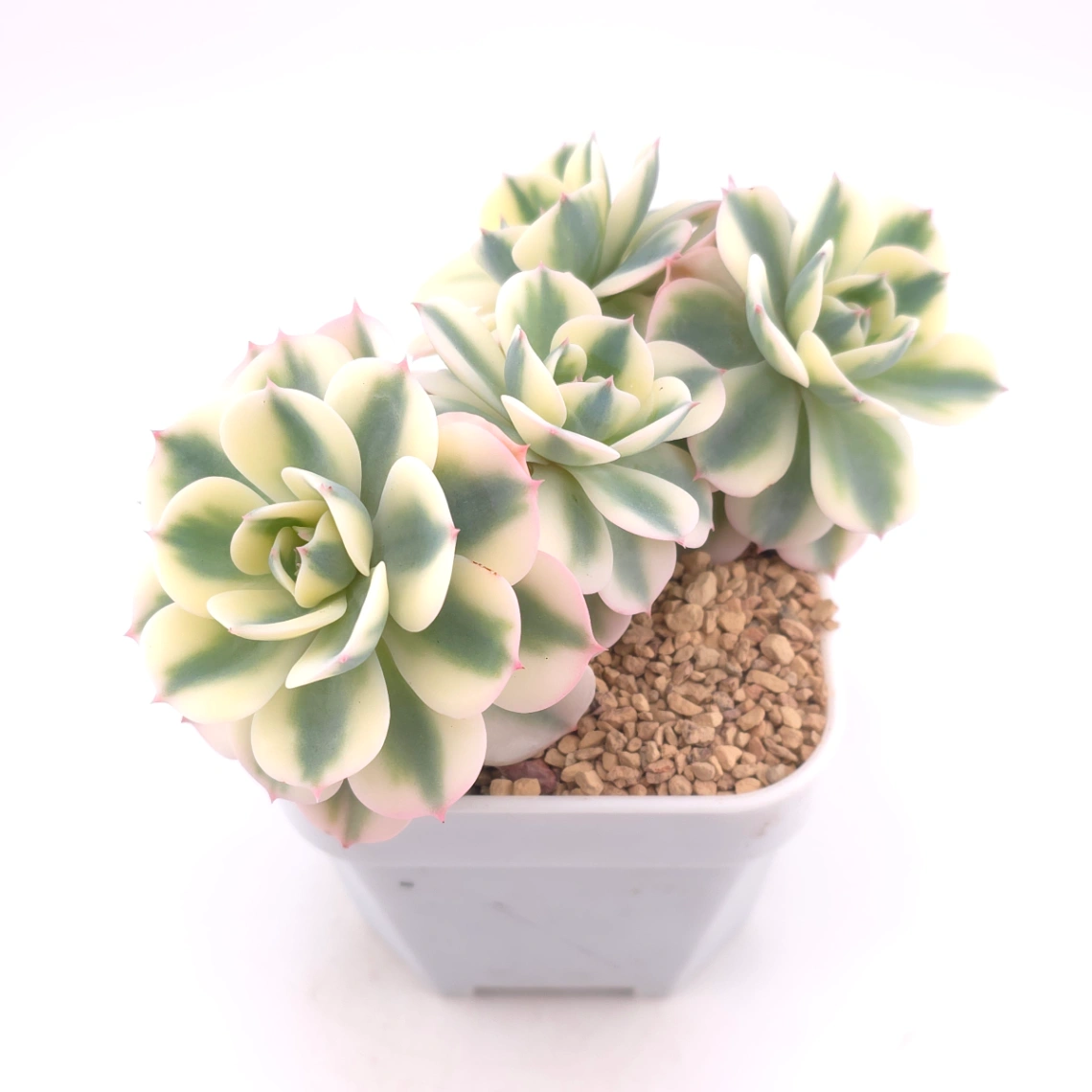 Echeveria ‘Lenore Dean / Compton Carousel’ variegated | 玉蝶錦 - alternate view