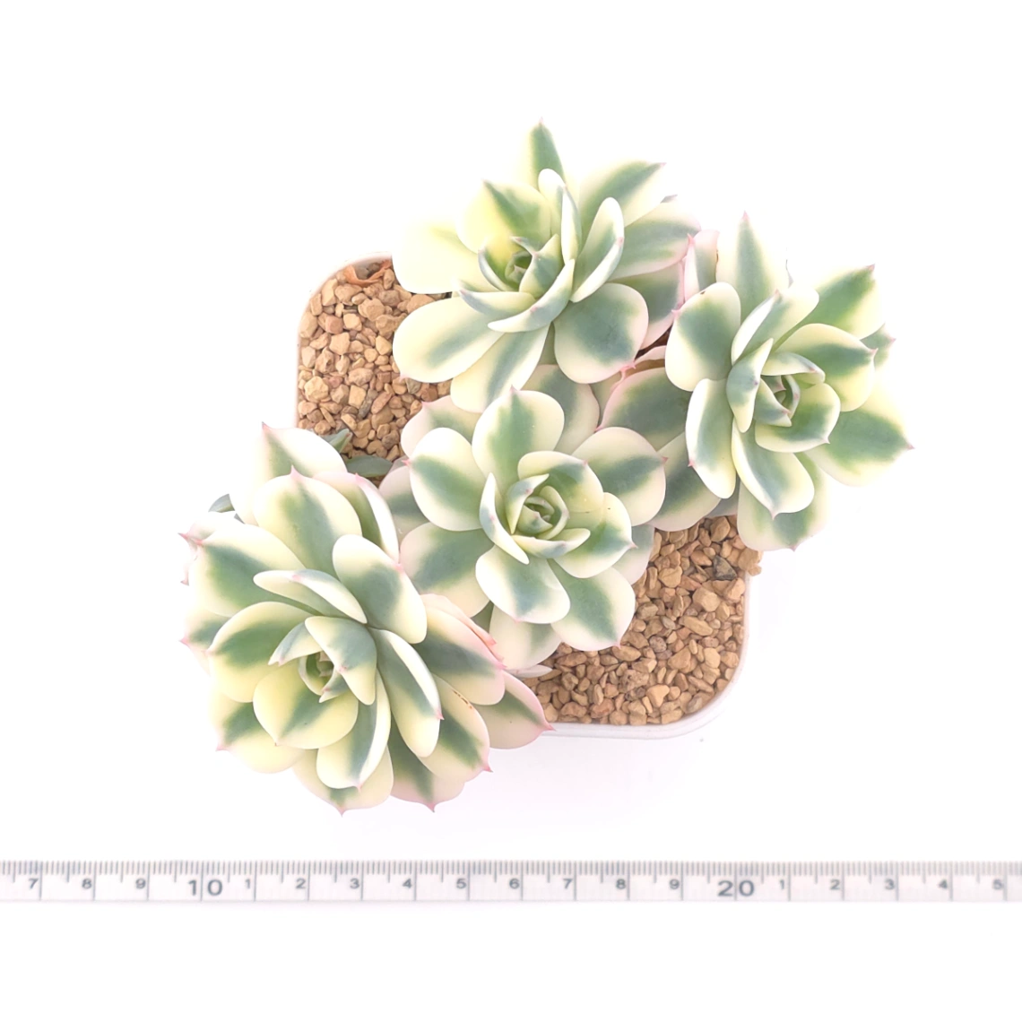 Echeveria ‘Lenore Dean / Compton Carousel’ variegated | 玉蝶錦 thumbnail 4