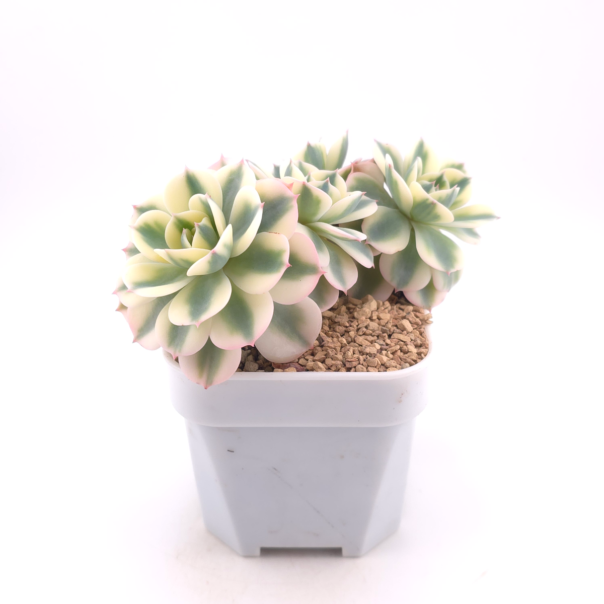 Echeveria ‘Lenore Dean / Compton Carousel’ variegated | 玉蝶錦 thumbnail 3