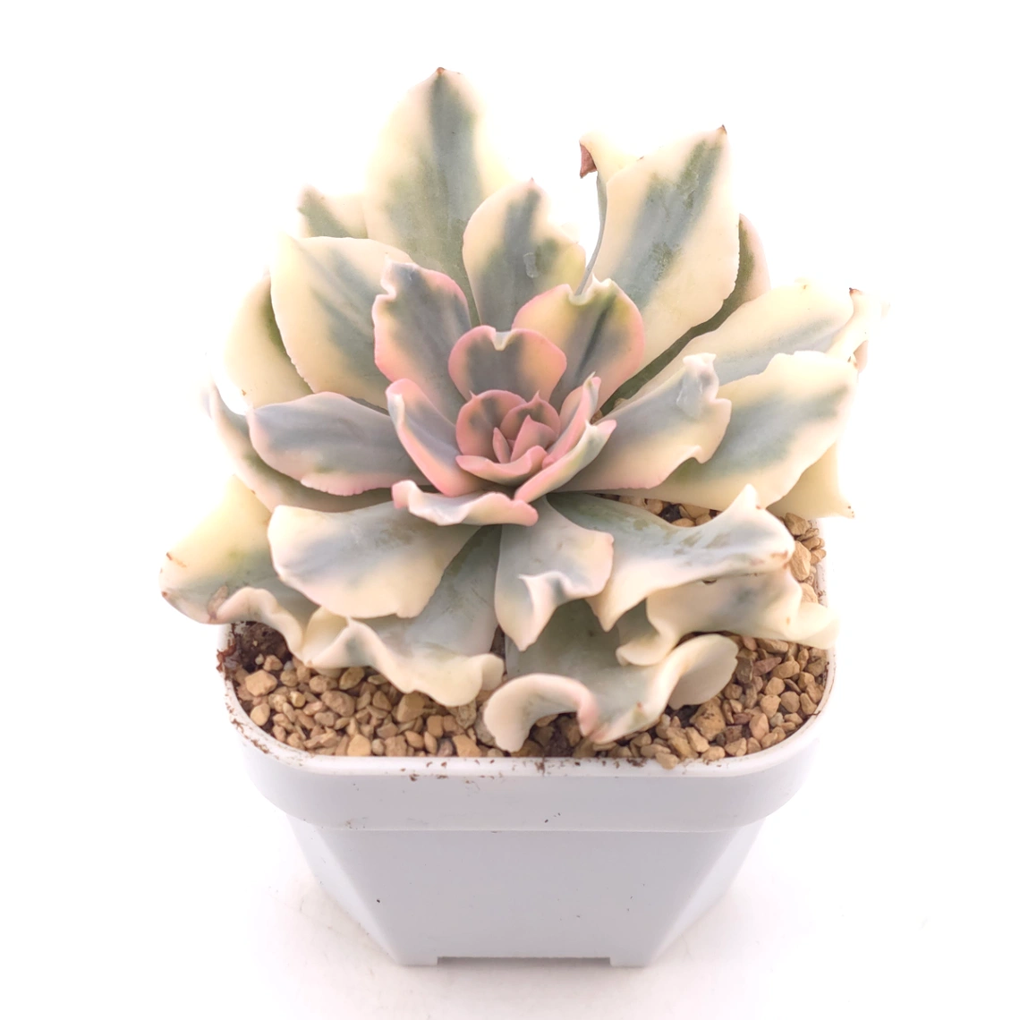 Echeveria ‘Liberia’ variegated | 利比亞錦 thumbnail 2