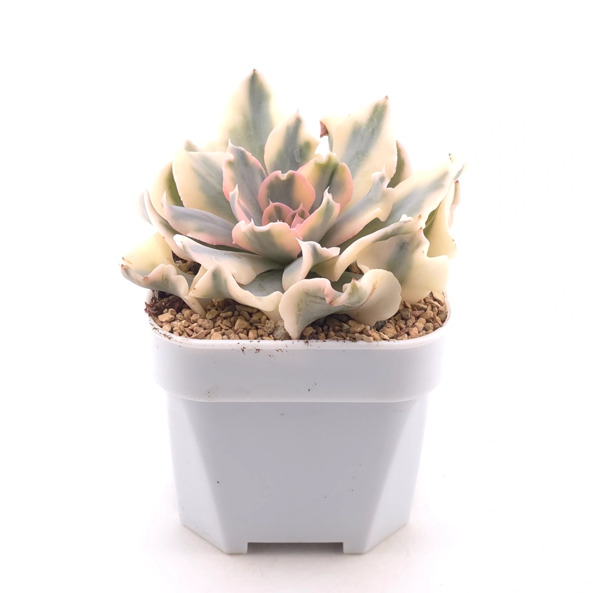 Echeveria ‘Liberia’ variegated | 利比亞錦 thumbnail 4