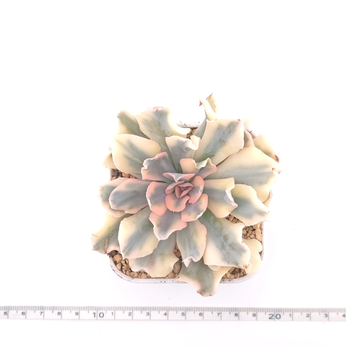 Echeveria ‘Liberia’ variegated | 利比亞錦 thumbnail 3