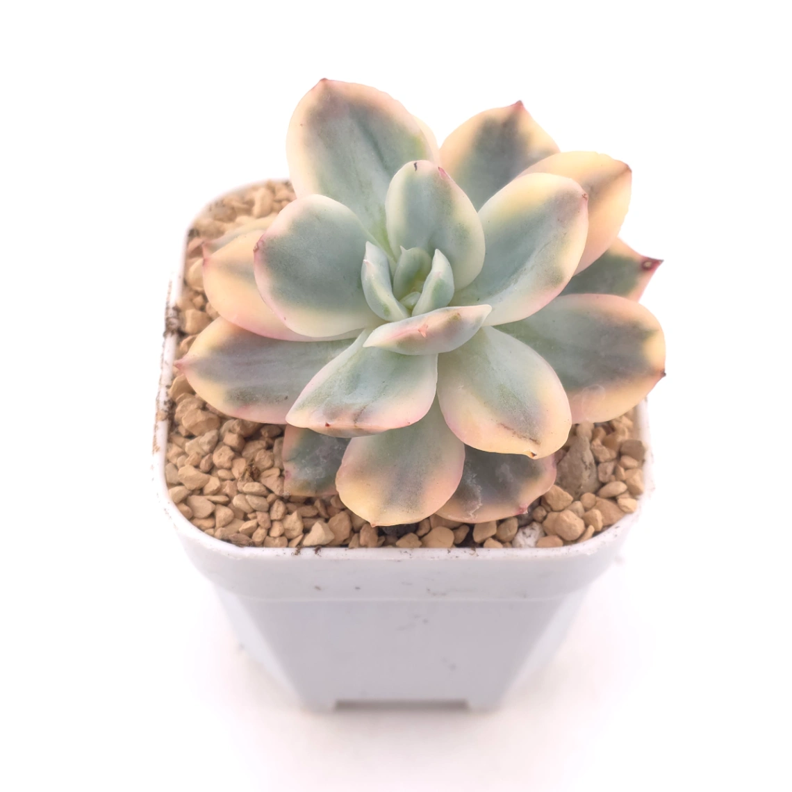 Echeveria ‘Luella’ variegated | 綺羅錦 thumbnail 2