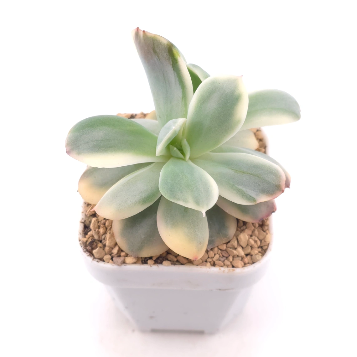 Echeveria ‘Luella’ variegated | 綺羅錦 thumbnail 2