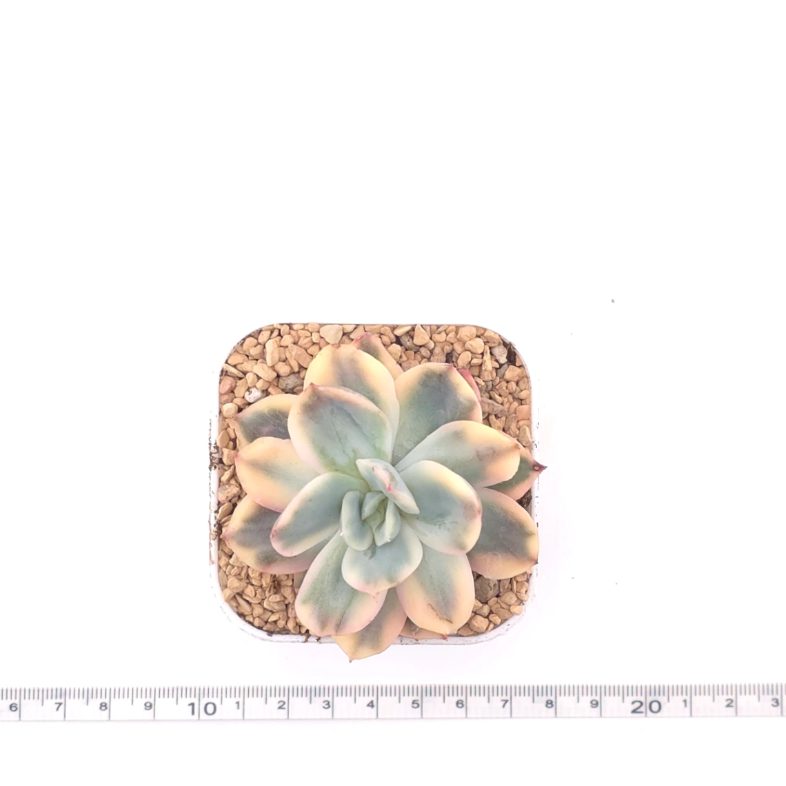 Echeveria ‘Luella’ variegated | 綺羅錦 thumbnail 4
