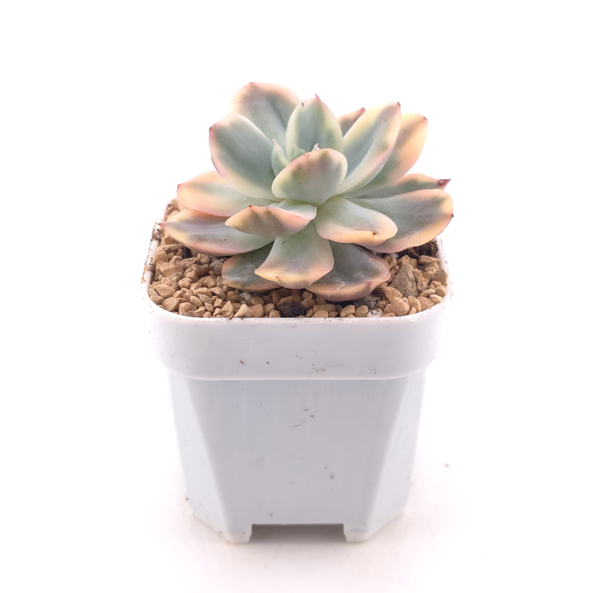 Echeveria ‘Luella’ variegated | 綺羅錦 thumbnail 3