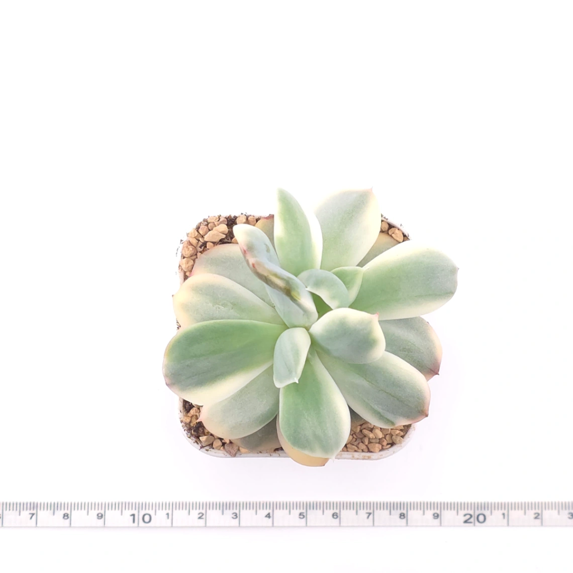 Echeveria ‘Luella’ variegated | 綺羅錦 thumbnail 4