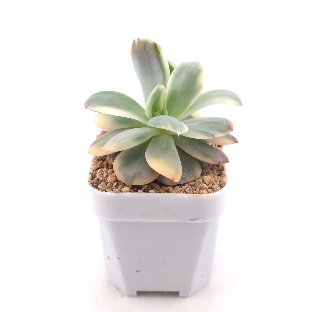 Echeveria ‘Luella’ variegated | 綺羅錦 thumbnail 3
